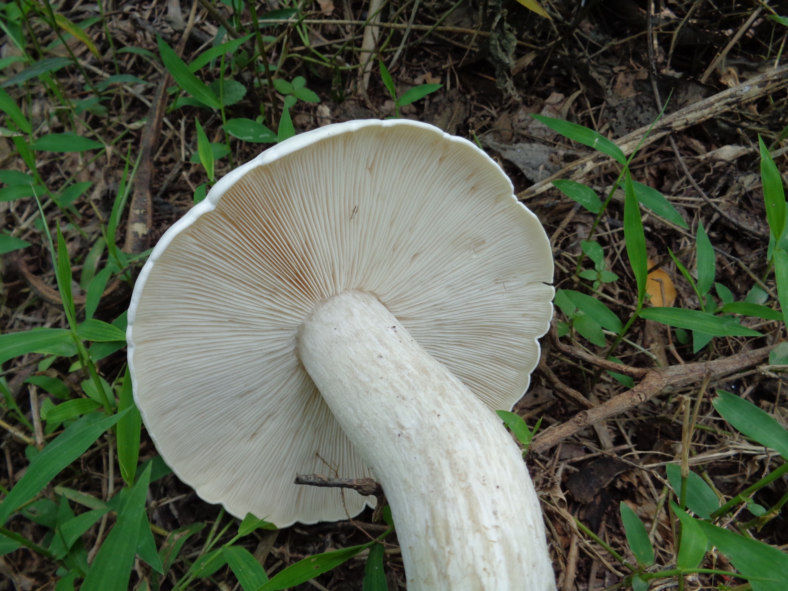 Fresh Milky Mushroom 1kg Premium Pack