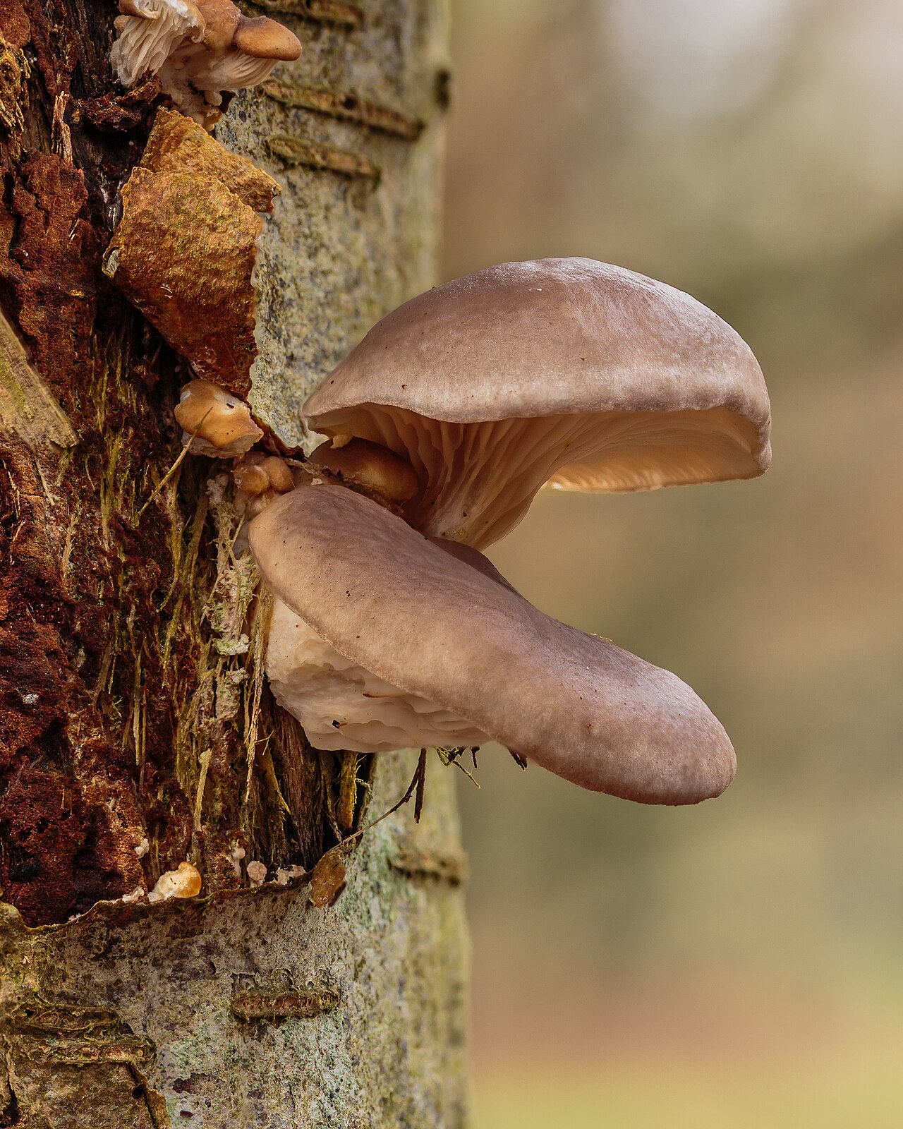 Fresh Oyster Mushroom 1kg Pack