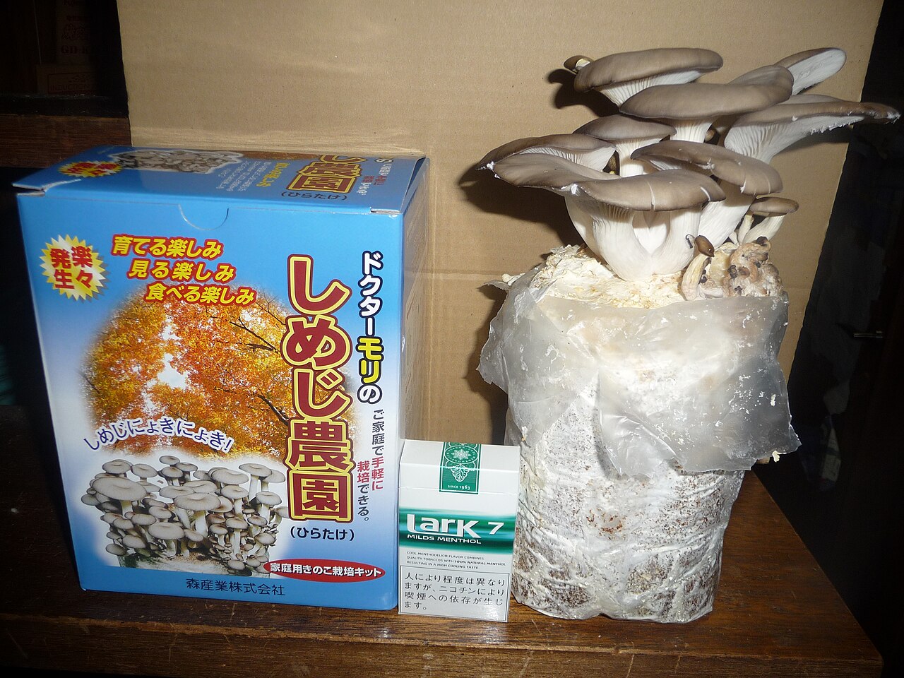 Ready-to-Fruit Oyster Grow Bag